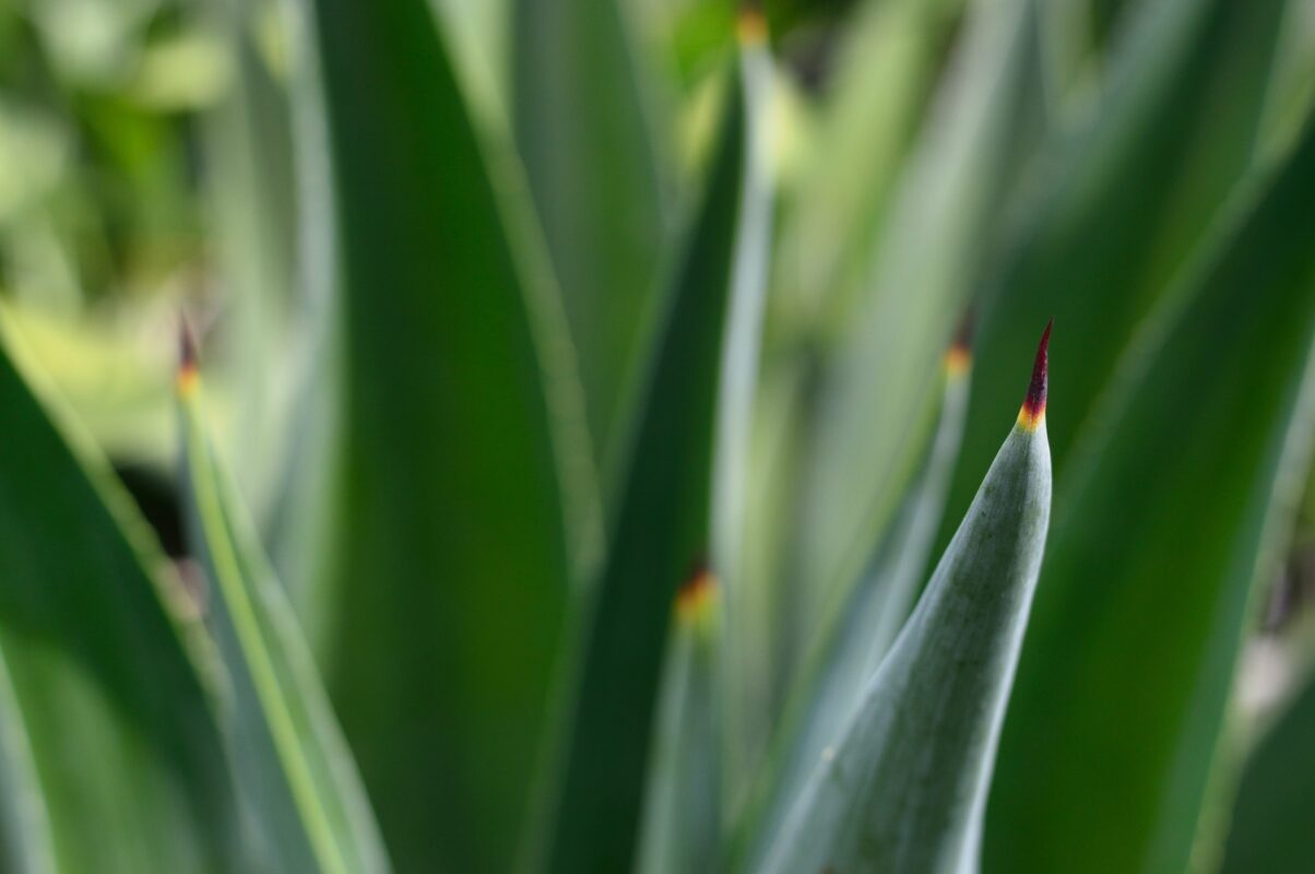 bio-gel aloe background