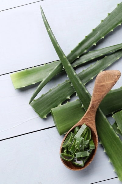 bio-gel aloe cut plant